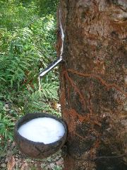 Natuurlijk rubber - rubberboom